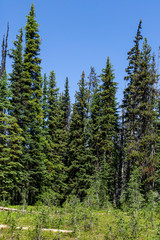 Beautiful view of mountains meadow in summer season Sunny weather blue sky and green forest background