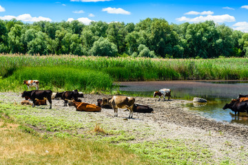 Cows near the river on summer day. Agricultural concept