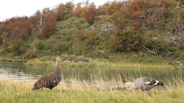 avutardas-cauquenes ushuaia tierra del fuego