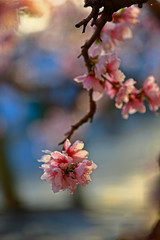 In full bloom in the peach blossom