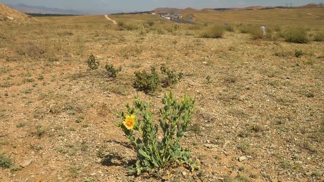 A shot of a Rosa persica in the Iranian landscape at contrast with a busy highway in the background.