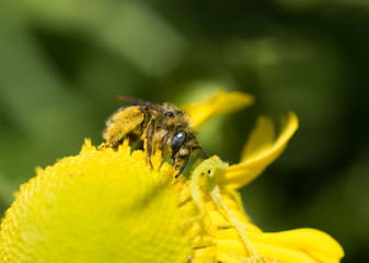 Female Long-horned Bee (Melissodes) gathering nectar and pollen on a yellow Helenium flower
