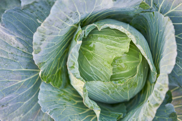 Fresh organic cabbage in the field.