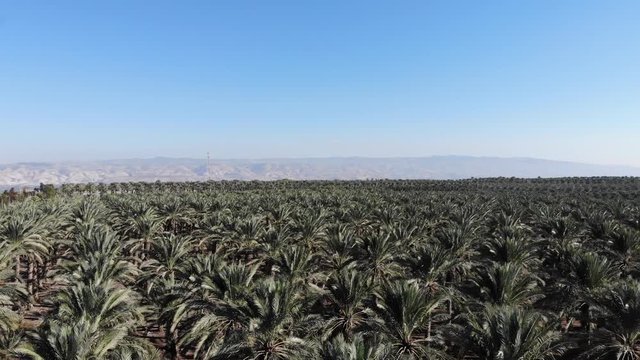 Palm Trees
Hovering over a palm trees plantation