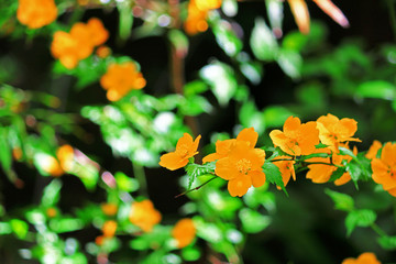 Japanese kerria flower blooming in the spring garden