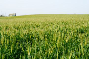 a barley field