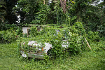 Old abandoned rusty car in green tropical jungle forest - 246092994