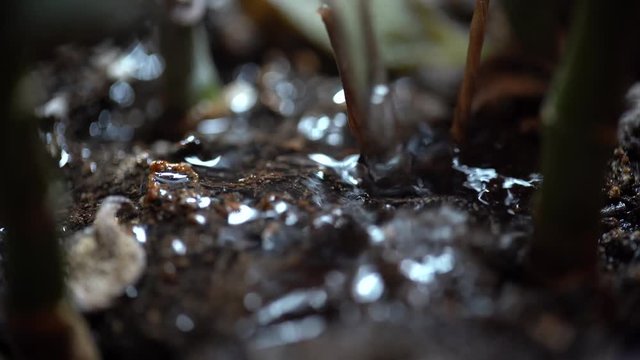 macro view water plant