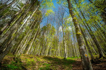 Green forest