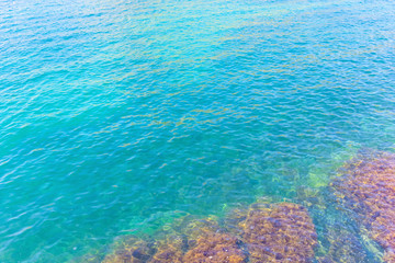 Abstract blue sea water with algae corals for backdrop, nature background concept