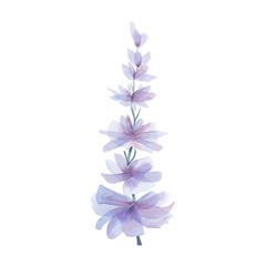 Purple flower, watercolor purple flower, cute delicate Lupine flower painted by watercolor, watercolor illustration purple violet blue flower isolated on a white background