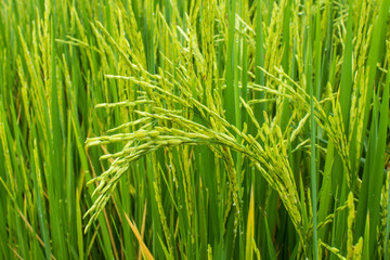 Rice fields in Thailand