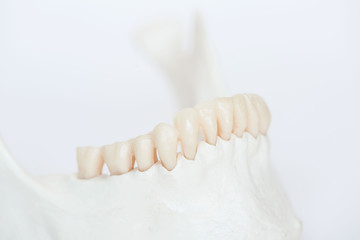 Fototapeta na wymiar Close-up view of artificial human teeth on jaw bone model