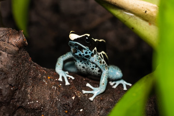 Closeup of a dyeing poison dart frog on the rainforest floor