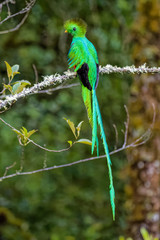 Male Quetzal in the cloud forest of Costa Rica