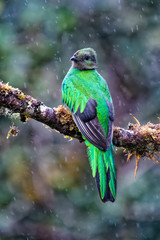 Female Quetzal in the cloud forest of Costa Rica