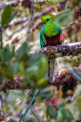 Male Quetzal in an avocado tree