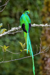 Male Quetzal in the cloud forest of Costa Rica