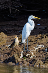 Yellow headed caracara and snowy egret standing between trash on the shore of the Tarcoles river