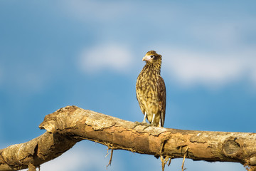 Young yellow headed caracara sitting on a fallen tree