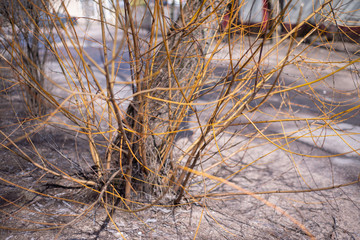 Dry tree branches with water droplets on the background of the field