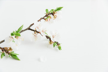 white blossom flowers.flat lay.white background.minimalistic stylish.