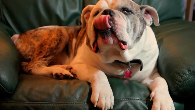 Olde English Bulldog Relaxing In A Chair.