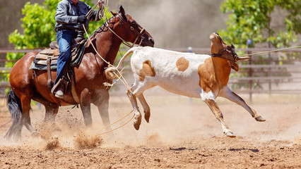 Calf Roping At An Australian Country Rodeo