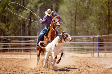 Calf Roping At An Australian Country Rodeo