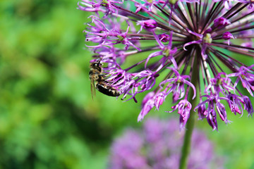 Purple flower with little bee