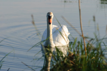 Swan floating on the water at sunrise of the day
