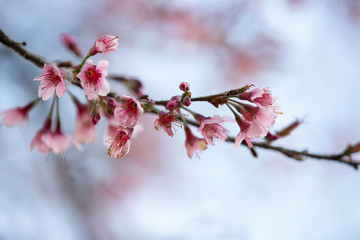 Wild himalayan cherry blooming pink tree of cherry blossom or Sakura flower - in winter at Chiang Mai of Thailand.soft focus.
