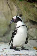 A african penguin
