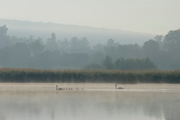 Morning's fog over the lake