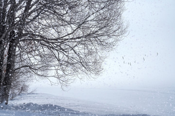 Windy mist in nature. A cold morning in nature and frozen lake.