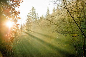 sun rays in a forest