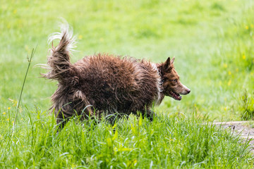 dog in grass