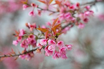 Fototapeta na wymiar Wild himalayan cherry blooming pink tree of cherry blossom or Sakura flower - in winter at Chiang Mai of Thailand.soft focus.
