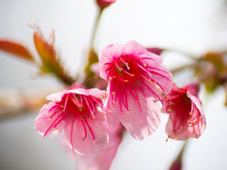 Wild himalayan cherry blooming pink tree of cherry blossom or Sakura flower - in winter at Chiang Mai of Thailand.soft focus.