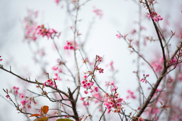 Wild himalayan cherry blooming pink tree of cherry blossom or Sakura flower - in winter at Chiang Mai of Thailand.soft focus.
