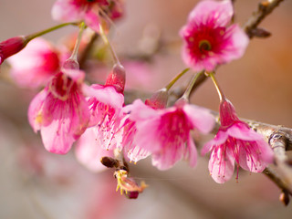 Wild himalayan cherry blooming pink tree of cherry blossom or Sakura flower - in winter at Chiang Mai of Thailand.soft focus.