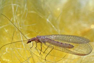 Lacewing sits on the fleecy surface of a soft children's toy. 
