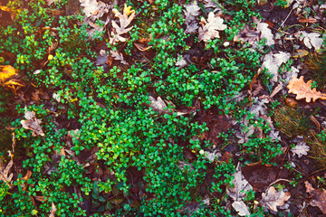 Spring. Sprouts. Green fresh new grass. After winter. View from above