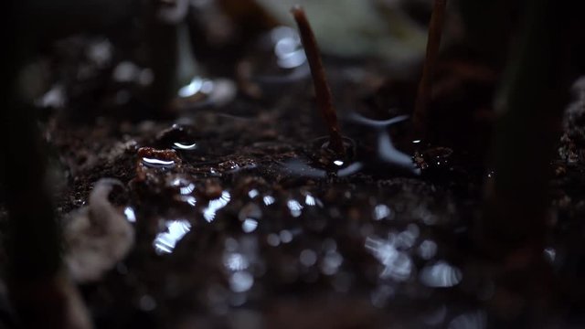 macro view water plant