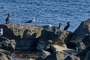 Seascape of fog morning Black Sea with flock Silver gulls or Larus argentatus and Black cormorant relax on the coast near  ancient city  Nessebar, Bulgaria, Europe 