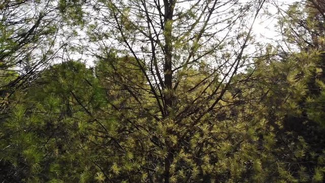 Rise Up on a Tree Revealing Big Forest
