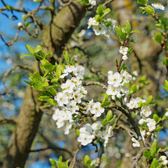 Blühende Hauspflaume, Prunus domestica