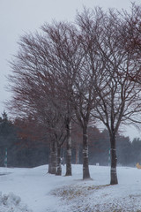 Winter scene of leafless trees at Hokkaido Japan