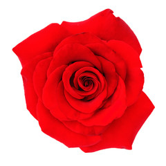 Red rose flower on white isolated background