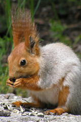 Naklejka na ściany i meble Squirrel eats sunflower seeds on grass background